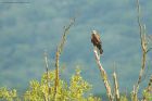 Filename=marshHarrier_LM_210723mm.jpg
Filesize=924KB
Dimensions=1300x867
Date added=Aug 28, 2025 marshHarrier_LM_210723mm.jpg