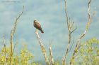 Filename=marshHarrier_LM_210723qq.jpg
Filesize=691KB
Dimensions=1300x867
Date added=Aug 28, 2025 marshHarrier_LM_210723qq.jpg