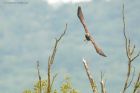 Filename=marshHarrier_LM_210723r.jpg
Filesize=584KB
Dimensions=1300x867
Date added=Aug 28, 2025 marshHarrier_LM_210723r.jpg