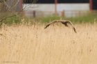 Filename=marshHarrier_LM_310323b.jpg
Filesize=710KB
Dimensions=1300x867
Date added=Aug 23, 2024 marshHarrier_LM_310323b.jpg