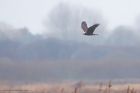Filename=marshHarrier_MMWWW_030123c.jpg
Filesize=368KB
Dimensions=1300x867
Date added=Aug 23, 2024 marshHarrier_MMWWW_030123c.jpg