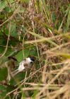 marshTit_260909a.jpg