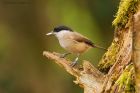 marshTit_LM_261119a.jpg