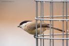 marshTit_LM_290120a.jpg