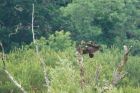 marsh_Harrier_LM_270717a.jpg