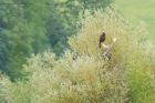 marsh_Harrier_LM_270717b.jpg