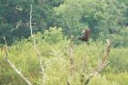 marsh_Harrier_LM_270717h.jpg