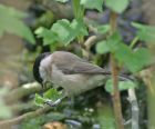 marsh_tit_0605a.jpg