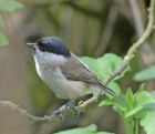 Filename=marsh_tit_0605c.jpg
Filesize=144KB
Dimensions=800x692
Date added=Nov 02, 2008 marsh_tit_0605c.jpg