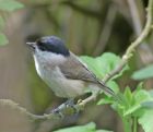 marsh_tit_0605c.jpg