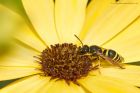 masonWasp_gdn_130620a.jpg