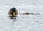 matingMallards_221009a.jpg