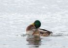 matingMallards_221009c.jpg