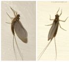 mayfly_020614c.jpg