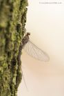 mayfly_040415a.jpg