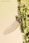 mayfly_040415c.jpg