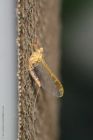 mayfly_140616a.jpg