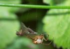 mayfly_orbweb_170409b.jpg