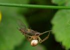Filename=mayfly_orbweb_170409c.jpg
Filesize=166KB
Dimensions=800x572
Date added=Apr 18, 2009 mayfly_orbweb_170409c.jpg