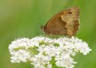 meadowBrown_090610n.jpg