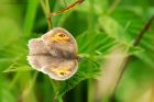 meadowBrown_high_plat_240721a.jpg