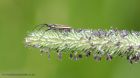 meadowPlantBug_090711b.jpg