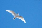 Filename=medGull_gdn_100823a.jpg
Filesize=614KB
Dimensions=1300x867
Date added=Aug 28, 2025 medGull_gdn_100823a.jpg