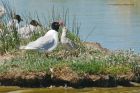 medGulls_270615a.jpg