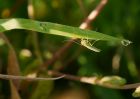 midge_120909a.jpg