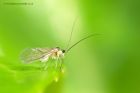 midge_140613a.jpg