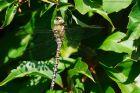 Filename=migrantHawker_gdn_110823a.jpg
Filesize=1009KB
Dimensions=1300x867
Date added=Aug 28, 2025 migrantHawker_gdn_110823a.jpg