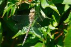 Filename=migrantHawker_gdn_110823b.jpg
Filesize=922KB
Dimensions=1300x867
Date added=Aug 28, 2025 migrantHawker_gdn_110823b.jpg