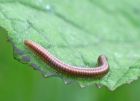 millipede_brock_2705a.jpg