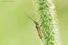 mirid_rockGdns_080720b.jpg