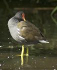 Filename=moorhen260607.jpg
Filesize=174KB
Dimensions=693x850
Date added=Nov 14, 2008 moorhen260607.jpg
