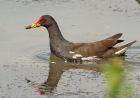 moorhen_010708b.jpg