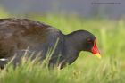 moorhen_011012a.jpg