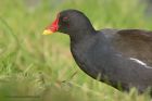 moorhen_011012c.jpg