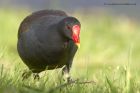 moorhen_011012d.jpg