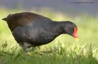 moorhen_011012e.jpg