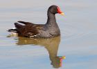 moorhen_020808d.jpg