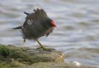 moorhen_0401b.jpg