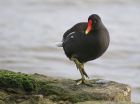 moorhen_0401j.jpg