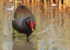 moorhen_040510c.jpg