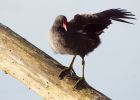 moorhen_050409a.jpg