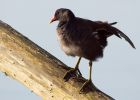 moorhen_050409b.jpg