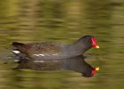 moorhen_050409c.jpg