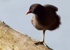 moorhen_050409d.jpg