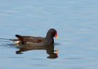 moorhen_051009a.jpg