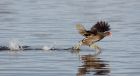 moorhen_051209a.jpg